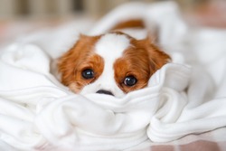 Cavalier King Charles Spaniel Puppy lies in a white blanket