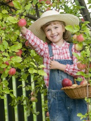 Apple harvest - little girl in apple orchard