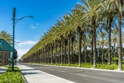 Row of palm trees on the median divider of an urban street with blue sky