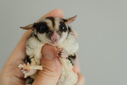 Cute Sugar Glider eats snack in the hand.