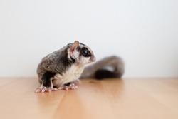 Cute little Sugar Glider on wooden table and white wall background.