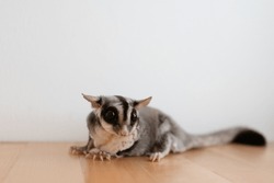 Cute little Sugar Glider on wooden table and white wall background.