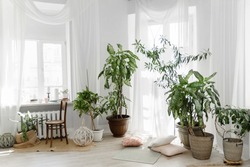 Minimalist white Scandinavian interior of living room with tuft root plants, rugs on the wooden floor and small throw pillows, transparent drapery on floor-to-ceiling windows.