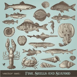 vector set: fish, shells and seafood - variety of detailed vintage illustrations