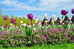 Spring flowers in Hampton Court garden, London, UK