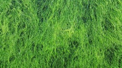 Green seaweed background texture
