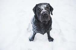 A black Labrador puppy sits on the snow white looking at the camera in surprise with a pile of snow on its face