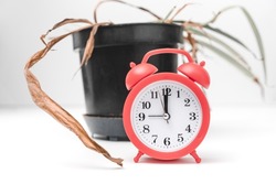 Alarm clock stands against the background of a dying potted plant. The concept of aging, flower overflow and improper care.
