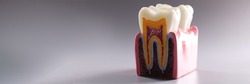 Mock tooth in section, educational model of tooth, anatomy of human oral tooth