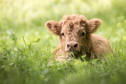 Highland cattle calf lying in high grass