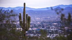 Cactus with a view of the city