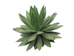 Agave plant isolated on white background.,This has clipping path.