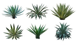 Agave collection isolated on white background.,Agave plant tropical drought tolerance has sharp thorns.