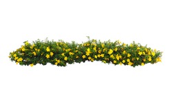 Yellow Flowers bush tree isolated on white background,Objects with Clipping Paths