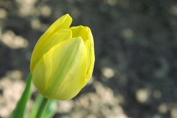 Yellow tulip (Strong gold) flower growing in garden