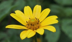 Rough oxeye or smooth oxeye or false sunflower (Heliopsis helianthoides) yellow flower close up
