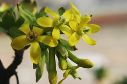 Bright yellow flowers of jostaberry (Ribes nigrum, Ribes uva-crispa) close up