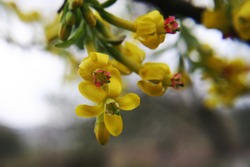 Bright yellow flowers of jostaberry (Ribes nigrum, Ribes uva-crispa) close up