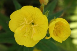 Common evening-primerose or evening star or sun drop (Oenothera biennis) yellow flowers close up
