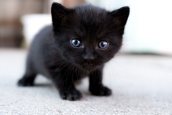 Little three weeks old black blue eyed kitten looking into the camera while trying to walk 