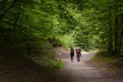 Two people walking through a green forest, summer activities in the mountains