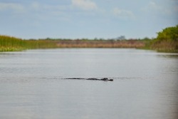 An Alligator swimming in the swamps of the Florida Everglades National Park
