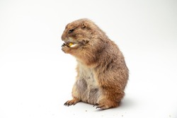 Black-tailed prairie dog, with isolated white background
