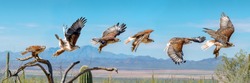 Ferruginous Hawk flying. Isolated hawk Sequence blue sky