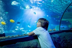 Little boy, kid watching the shoal of fish swimming in oceanarium, children enjoying underwater life in Aquarium
