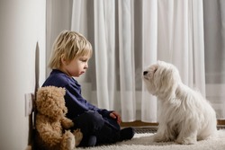 Angry little toddler child, blond boy, sitting in corner with teddy bear and his dog friend, punished for mischief
