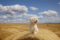 Sweet little maltese pet dog. Amazing landscape, rural scene with clouds, tree and empty road summertime, fields of haystack next to the road, Portugal