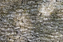 abstract backgrounds: bark of an old ash-tree with moss and lichen