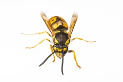 insects of europe - wasps: macro of Vespula germanica  german wasp european wasp  isolated on white background  