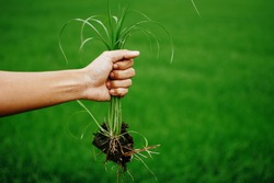 A hand holding a clump of fresh grass above a rice paddy. Farmer hands pulling grass with root and soil up from ground, Plucking weeds.