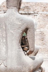 Little monkey sleeping on ancient Buddha hand statue at Monkey Temple (Phra Prang Sam Yot) in Lopburi, Thailand. Candid animal. Group of mammal on historical travel destination in Asia.
