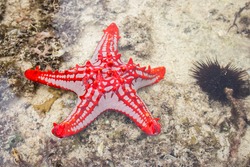 Red star fish under water surface. Marine life. Starfish on sand. Underwater life. Nature in Tanzania, Zanzibar. Coral and reef animals. Tropical nature close up. Summer holidays. 