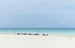 Flock of white and black birds on tropical beach. Seagulls on white sand beach. Scenic tropical seascape with blue water. Sea birds on incredible shore. Vacations in paradise. Flying birds on coast.