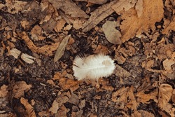 White feather on the ground. Autumn leaves and white pure feather. Angel symbol. Angel sign. Beautiful nature in details. Forest landscape. Bird feather on the soil. Natural pattern.