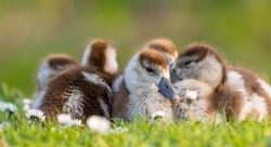 cute chicks of an egyptian goose new born babies birds in a park during spring season