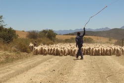 Sheep at Dysseldorp, South Africa, off the beaten track