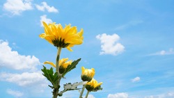 Yellow chrysanthemum in the flowers garden and blue sky for background.