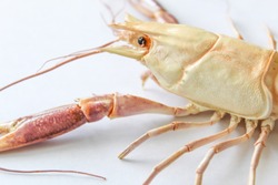 Astacoidea isolated with white background,Procambarus Clarkii Orange Ghost.