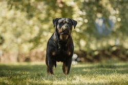 dog rottweiler portrait in the park