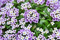 Sweet Alyssum, Alyssum is a genus of about many species of flowering plants in the family Brassicaceae, native to Europe, Asia, and northern Africa. This image was blurred or selective focus.