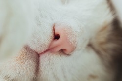 White cat's nose in profile. Close-up, macro photo. The concept of pet care, treatment of respiratory organs of cats. Light blue background. Copyspace