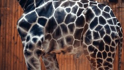 Close up African giraffe body. Animal skin texture. Giraffe skin close up, full-frame