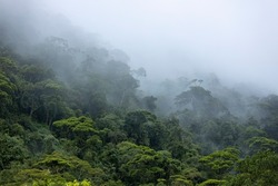 Cloud formation in Brazilian amazon rainforest during monsoon wet season with treetops sticking out of abundant woods on a mountain slope. Climate change and natural phenomenon concept.