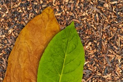 Tobacco dry leaf and tobacco green leaf on Tobacco dry background