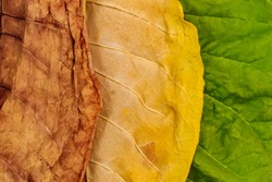 Tobacco green, yellow and dry  leaves. Tobacco leaves of different ripeness  background