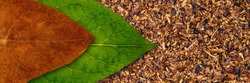 Tobacco dry leaf and tobacco green leaf on Tobacco dry banner background, copy space, text place
